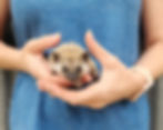 Fisher - Male Baby Hedgehog breeder