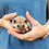 Fisher - Male Baby Hedgehog breeder