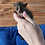 Bushbaby baby galagos for sale