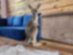 Kangaroo baby for sale Female exotic pet breeder