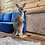 Kangaroo baby for sale Female exotic pet breeder
