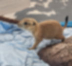 Baby prairie dog for sale