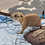 Baby prairie dog for sale