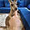 Thumbnail: Rita- Female Baby Red Kangaroo PRICE $8000