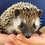 Thumbnail: Hilaria - Female Baby Hedgehog PRICE $350