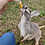 Kangaroo baby for sale Female exotic pet