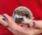 hedgehog for sale