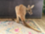 kangaroo baby for sale