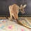 kangaroo baby for sale