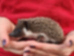 hedgehog for sale