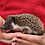 hedgehog for sale