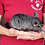 Chinchilla breeder for sale