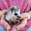 Thumbnail: Disco- Male Hedgehog PRICE $295