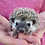 Baby hedgehog for sale