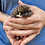 baby hedgehogs for sale breeder