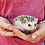 Velma- Female Baby Hedgehog