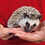 hedgehog for sale