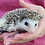 Baby hedgehog for sale