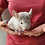 Thumbnail: Sundae- Male Chinchilla PRICE $595