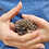 Thumbnail: Montego - Male Hedgehog PRICE $295