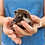 Rocky Male Baby Hedgehog- PRICE $295