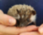 Hedgehog baby for sale