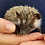 Hedgehog baby for sale
