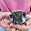 Baby hedgehog for sale