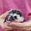 Thumbnail: Betty - Female Hedgehog PRICE $295