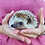 Baby hedgehog for sale