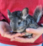 Pet chinchilla for sale