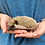 Fisher - Male Baby Hedgehog breeder