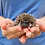 baby hedgehogs for sale breeder