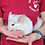 Thumbnail: Zinc- Male Chinchilla PRICE $595