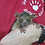 Thumbnail: Kirby - Baby Bushbaby Male PRICE $12,000
