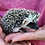 Baby hedgehog for sale