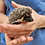 Thumbnail: Montego - Male Hedgehog PRICE $295