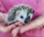Baby hedgehog for sale