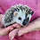 Baby hedgehog for sale
