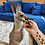 Thumbnail: Rita- Female Baby Red Kangaroo PRICE $8000