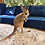 Thumbnail: Rita- Female Baby Red Kangaroo PRICE $8000