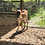 Walnut- Mini Zebu Tame Bottle Bull Calf