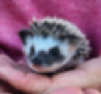 Baby hedgehog for sale