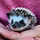 Baby hedgehog for sale