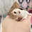 sugar glider joey for sale