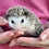 Baby hedgehog for sale