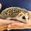 Baby hedgehog for sale breeder