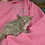 Bushbaby for sale, bushbaby breeder