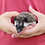 Hedgehog baby for sale