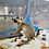 Thumbnail: Raisin - Prairie Dog Pup Male - PRICE $400